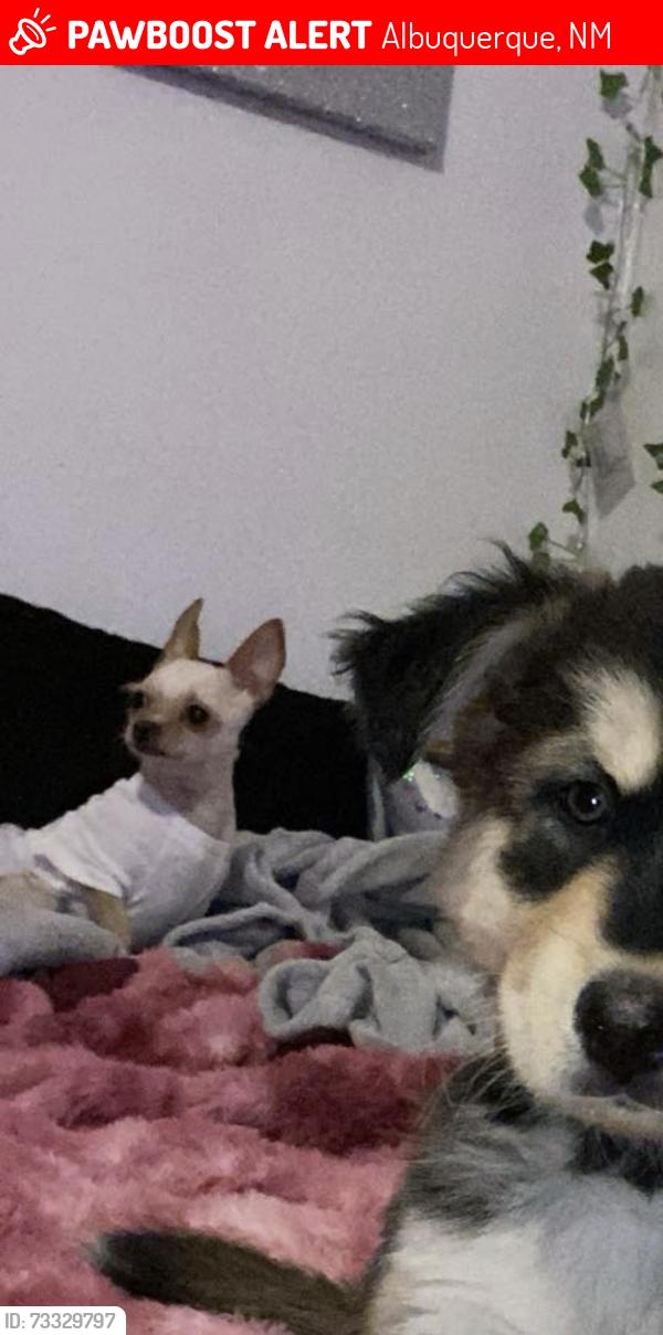 Lost Female Dog last seen San Pedro, Albuquerque, NM 87108