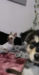 Lost Female Dog last seen San Pedro, Albuquerque, NM 87108