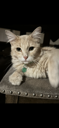 Lost Male Cat last seen Naranca/Second street, El Cajon, CA 92021