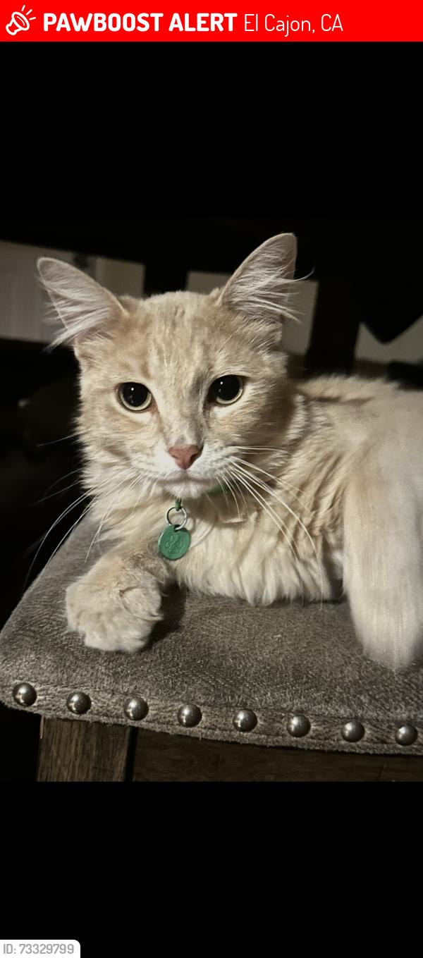 Lost Male Cat last seen Naranca/Second street, El Cajon, CA 92021