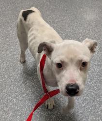 Shelter Stray Female Dog last seen mlk jr way/ 21st st, Oakland,, 1101 29th Ave, Oakland, CA 94601, USA