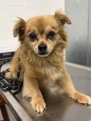 Shelter Stray Male Dog last seen Near e 63, 3rd District, OH, 9203 Detroit Ave, Cleveland, OH 44102, USA
