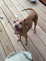 Found/Stray Male Dog last seen Grosenbacher Re, San Antonio, TX 78245