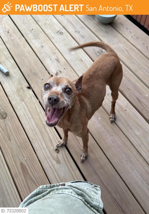 Found/Stray Male Dog last seen Grosenbacher Re, San Antonio, TX 78245