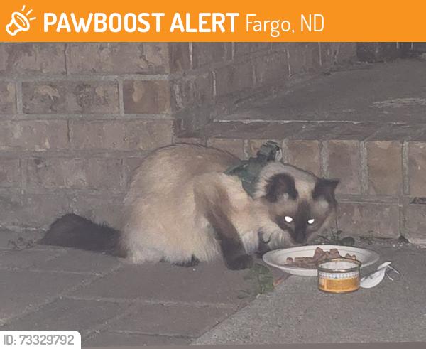 Found/Stray Unknown Cat last seen Spotted several times on 34th Ave South/25th St South Fargo, Fargo, ND 58104