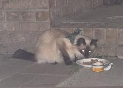 Found/Stray Unknown Cat last seen Spotted several times on 34th Ave South/25th St South Fargo, Fargo, ND 58104