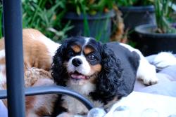 Lost Female Dog last seen Near brasilia, close to brasila and amigo street crossings ,, Los Angeles, CA 91326