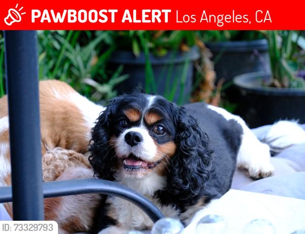 Lost Female Dog last seen Near brasilia, close to brasila and amigo street crossings ,, Los Angeles, CA 91326