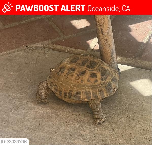 Lost Male Reptile last seen Corte Bocina and Douglass Ave, Oceanside, CA 92057