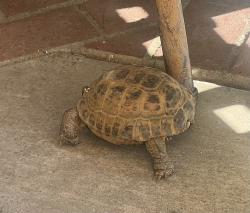 Lost Male Reptile last seen Corte Bocina and Douglass Ave, Oceanside, CA 92057