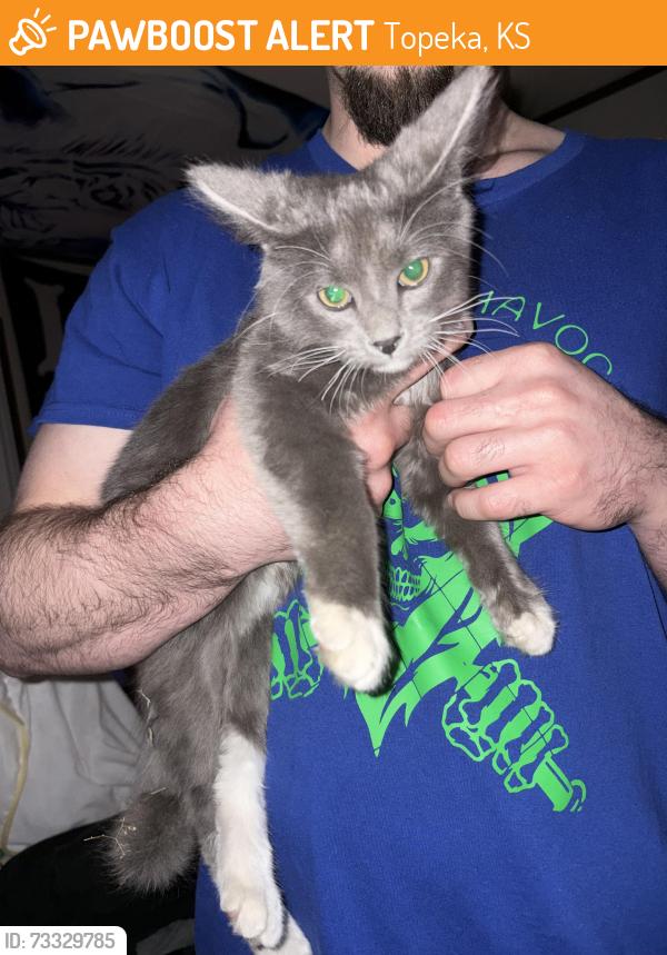 Found/Stray Male Cat last seen Meadowood Trailer Park, Topeka, KS 66608