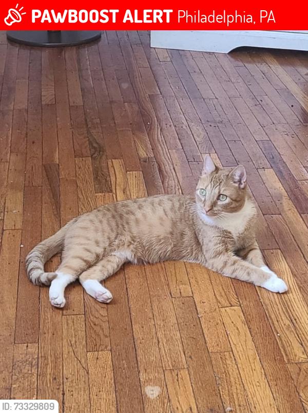 Lost Male Cat last seen Elbridge and Levick St, Philadelphia, PA 19149