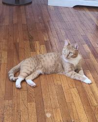 Lost Male Cat last seen Elbridge and Levick St, Philadelphia, PA 19149