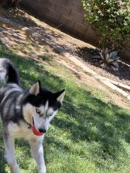 Reunited Male Dog last seen 35th Ave and Southern, Phoenix, AZ 85041