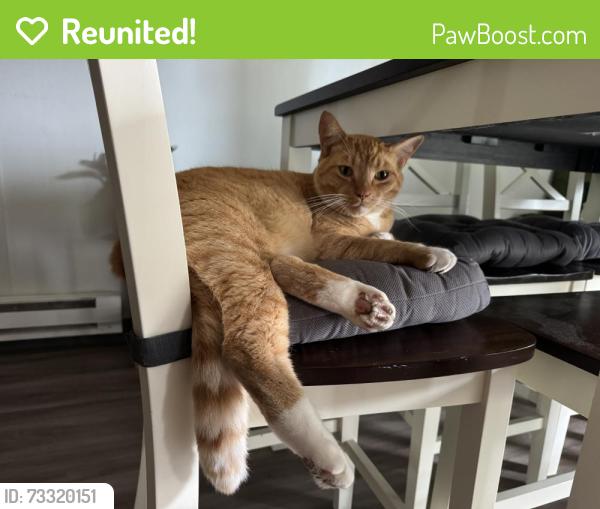 Reunited Male Cat last seen Near Lake City Pub, Lakewood, WA 98499