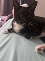 Reunited Male Cat last seen Near Saint Stephens Way Apt 105 Melbourne, FL 32901, Melbourne, FL 32901