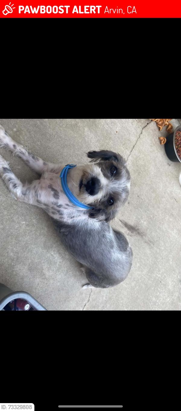 Lost Male Dog last seen #Tejon, Arvin, CA 93203