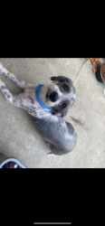 Lost Male Dog last seen #Tejon, Arvin, CA 93203