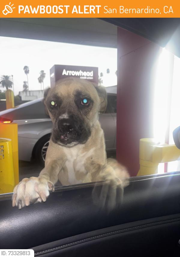 Found/Stray Male Dog last seen Sierra way, San Bernardino, CA 92410