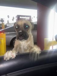 Found/Stray Male Dog last seen Sierra way, San Bernardino, CA 92410