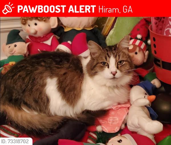 Lost Female Cat last seen Oakmont pass, Nebo, Hiram, GA 30141