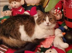 Lost Female Cat last seen Oakmont pass, Nebo, Hiram, GA 30141
