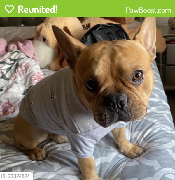 Reunited Male Dog last seen 51st & vineyard, Phoenix, AZ 85339