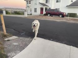 Found/Stray Unknown Dog last seen La puente RD, Walnut, CA 91789