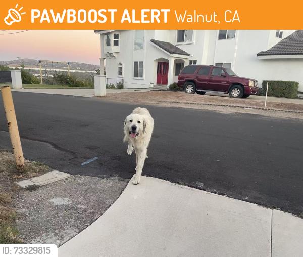 Found/Stray Unknown Dog last seen La puente RD, Walnut, CA 91789