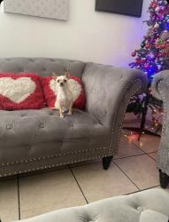 Lost Female Dog last seen Anderson, Albuquerque, NM 87106
