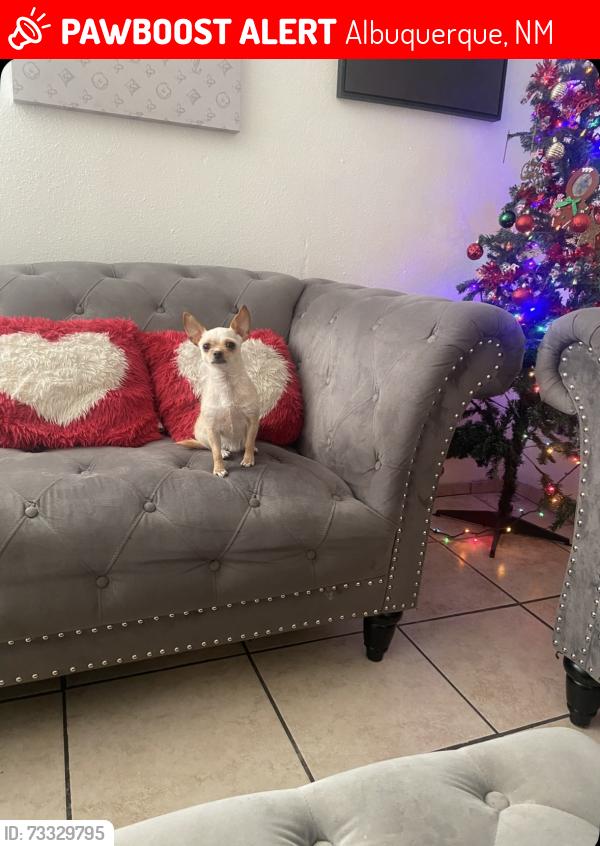 Lost Female Dog last seen Anderson, Albuquerque, NM 87106