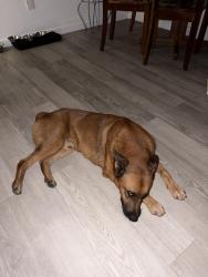 Reunited Male Dog last seen Bruton Rd, Aspen Dr, Dallas, TX 75217