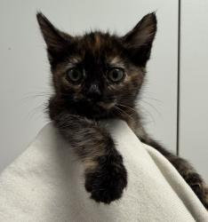 Shelter Stray Female Cat last seen Near Levant Street, San Diego, CA, 92111, 5500 Gaines St, San Diego, CA 92110, USA