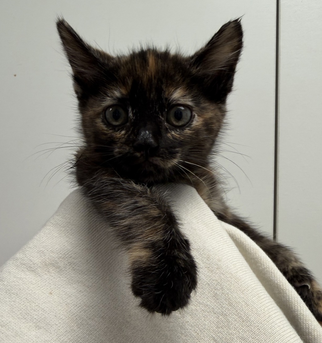 Shelter Stray Female Cat last seen Near Levant Street, San Diego, CA, 92111, 5500 Gaines St, San Diego, CA 92110, USA