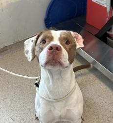 Shelter Stray Male Dog last seen Near Cross Bronx Expressway, BRONX, NY, 10457, 326 E 110th St, New York, NY 10029, USA