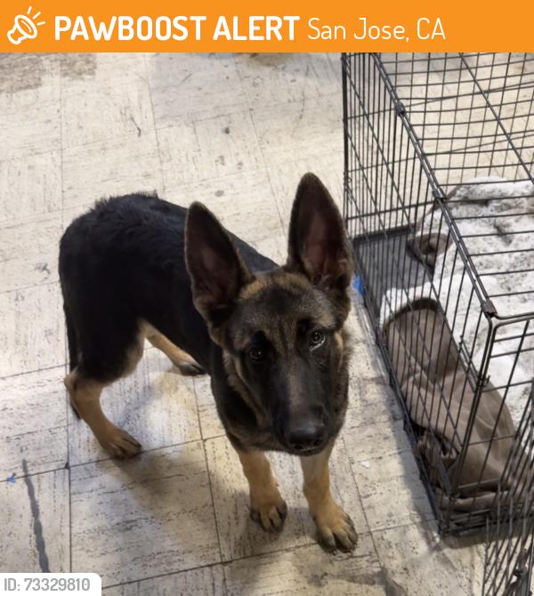 Found/Stray Male Dog last seen Near E. Capitol ave, San Jose, CA 95148