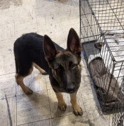 Found/Stray Male Dog last seen Near E. Capitol ave, San Jose, CA 95148