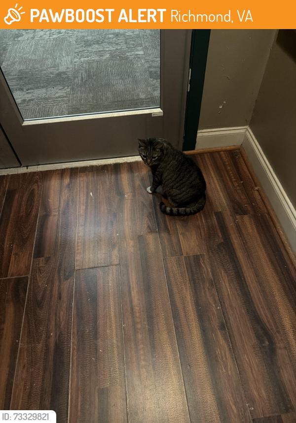 Found/Stray Unknown Cat last seen 21st /20th Franklin, Richmond, VA 23223