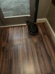 Found/Stray Unknown Cat last seen 21st /20th Franklin, Richmond, VA 23223
