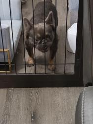 Reunited Male Dog last seen Willamette and kay dr, Fort Worth, TX 76119