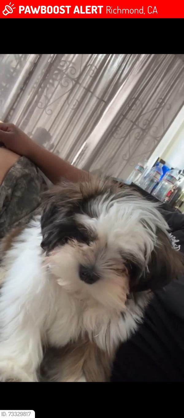 Lost Female Dog last seen Near s 18 st, Richmond, CA 94804