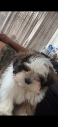 Lost Female Dog last seen Near s 18 st, Richmond, CA 94804