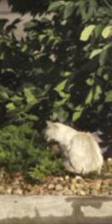Found/Stray Female Cat last seen Eisenhower and Gorom, Loveland, CO 80537