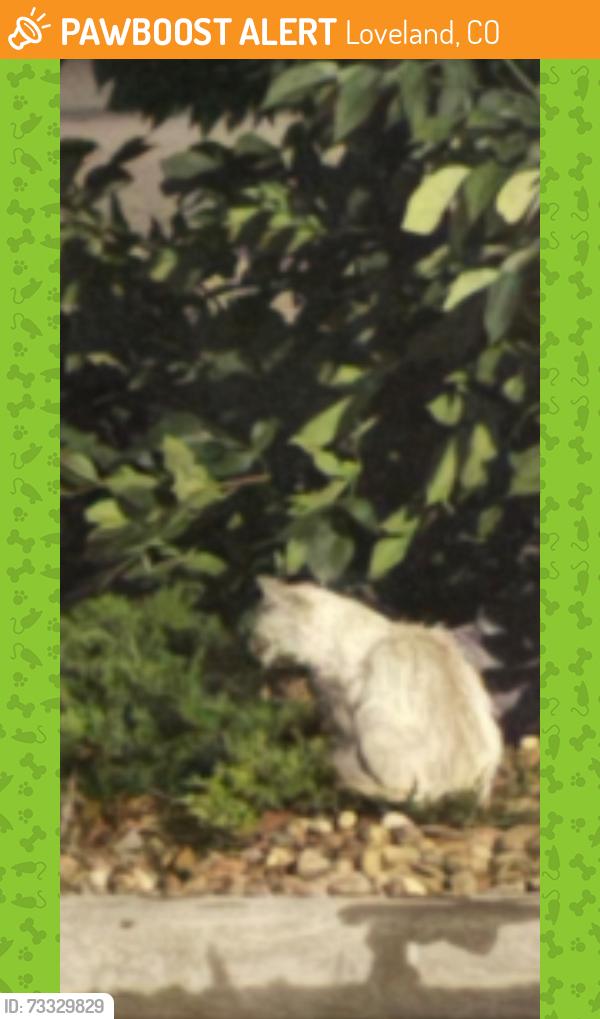 Found/Stray Female Cat last seen Eisenhower and Gorom, Loveland, CO 80537
