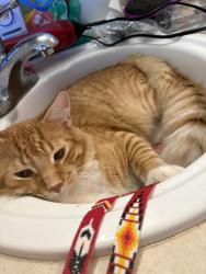 Lost Female Cat last seen Near Blix Elementary, Tacoma, WA 98443