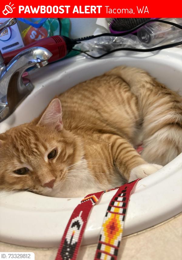 Lost Female Cat last seen Near Blix Elementary, Tacoma, WA 98443