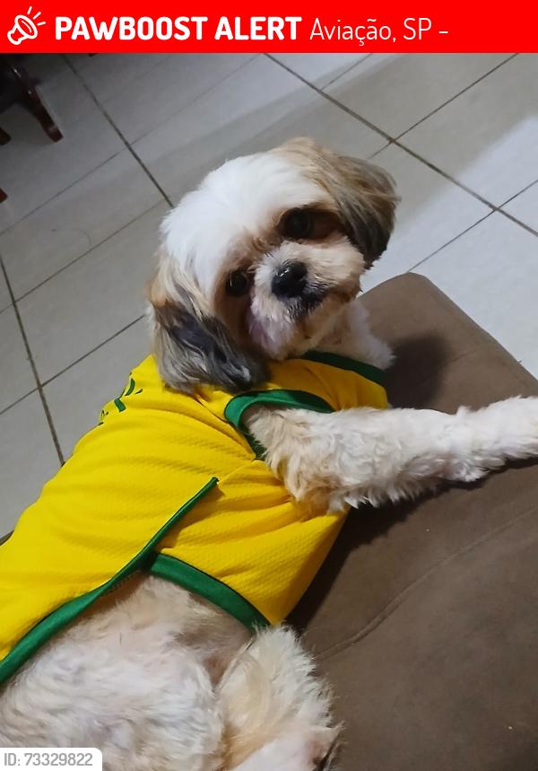 Lost Female Dog last seen Rua gago coutinho 100, Aviação, SP 11702-470