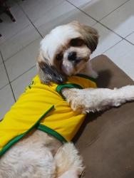 Lost Female Dog last seen Rua gago coutinho 100, Aviação, SP 11702-470