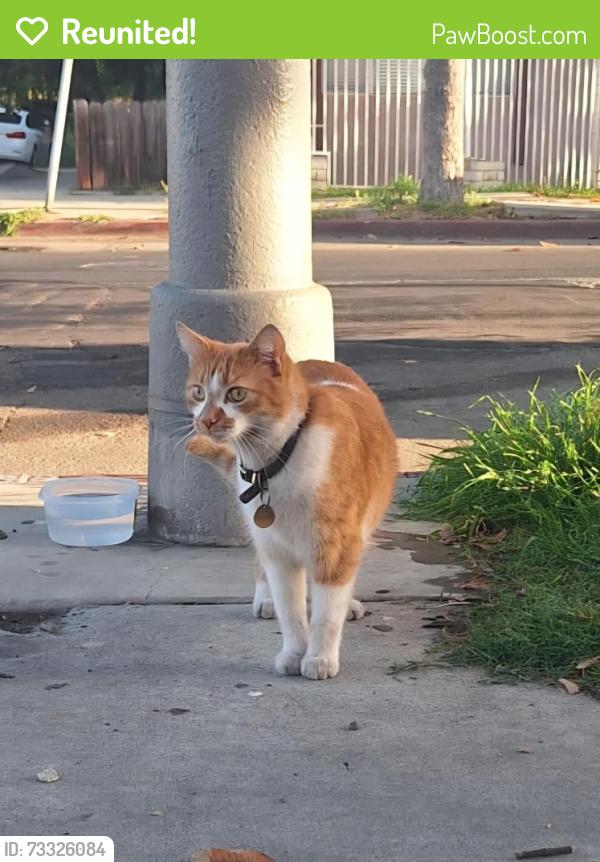 Reunited Male Cat last seen E. 11th st. & Ohio ave., Long Beach, CA 90804