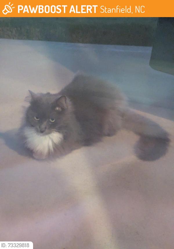 Found/Stray Unknown Cat last seen Hatley Burris Rd, Stanfield, NC 28163
